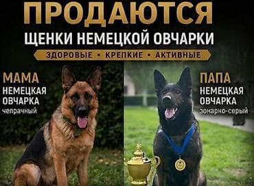 Продажа собак: Продажа собак — 1