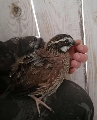 корм цыплят: Продаю | Куры, Петух — 8