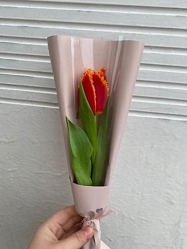 бахрома: Тюльпаны в индивидуальной упаковке - Ассортимент: однотонные и — 4