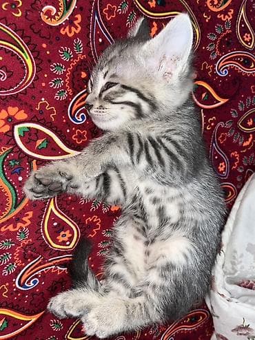 Животные: Котёнок серо-тигрового окраса - Милый короткошёрстный котёнок с — 3