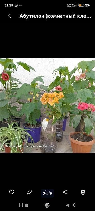 Бөлмө өсүмдүктөрү: Комнатные растения в горшках - Абутилон (комнатный клен) — несколько — 7