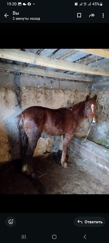 Колго багылган семиз тай сатылат г.Бишкек,Заря