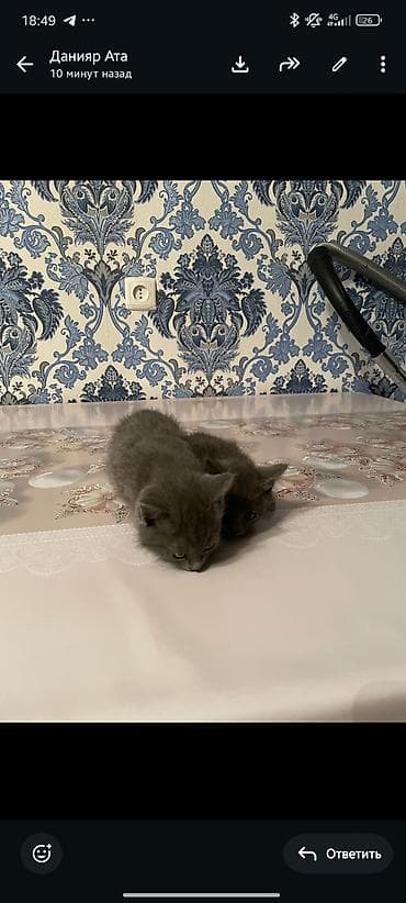 сфинкс кот цена: Русская голубая, 2 месяца, Девочка, Серый, Метис — 3