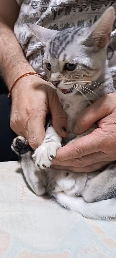 серые кошки фото: Порода/тип: короткошёрстный котёнок с серебристым окрасом (пятна и — 8