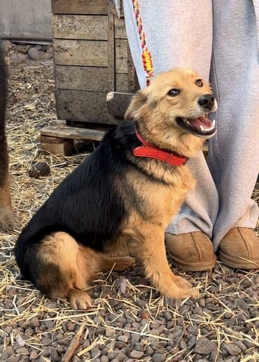 Аквариумдар: Ит бекер берилет: Жөнөкөй ит, 1 жаш, Ургаачы, Эмделген — 2