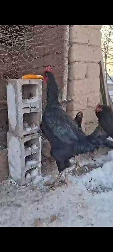 заказ рыбы: Продаю | Петух | Для разведения — 1