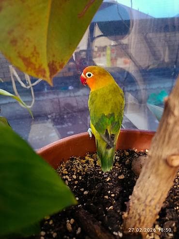 скворечник для птиц: Клетка для мелких птиц + аксессуары - Компактная прямоугольная клетка — 2