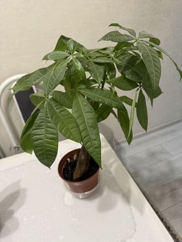 цветы гвоздика: Пальмы(Хомедория),замиокулькасы(доллар) Зензи,черный доллар,зеленый — 2