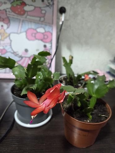 подонны: Комнатные растения в горшках. - Суккуленты, сансевиерия, алоэ — 2