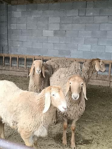 продаю тук: Продаю | Ягненок | Арашан | Для разведения | Ярка — 1