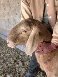 продаю в связи с переездом: Продаю | Баран (самец) | Для разведения | Племенные, Осеменитель — 6