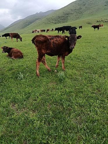 по карова: Продаю | Музоо, торпок | На откорм — 7