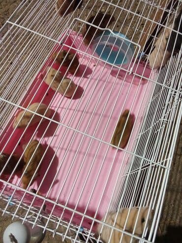 белый хомяк: Хомячки сирийские, разноцветные (рыжие, кремовые, черные). На фото — — 3