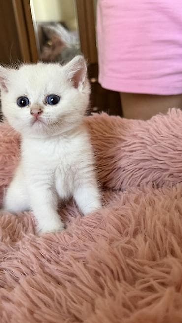 лысые котята: 🐾Открыта бронь на британских короткошерстных котят! 🐾 ❤️Оба родителя — 7