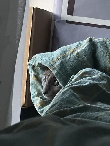 отдать кошку в приют бесплатно: Кошка даром: Русская голубая, 11 месяцев, Девочка, Приучена к лотку, Проглистована — 3