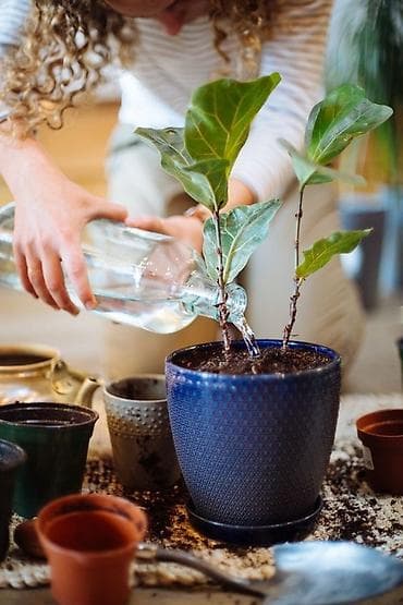 ремонт аквариума: “GREEN SANSARA” Уход за комнатными растениями! Что входит: - Полив — 4
