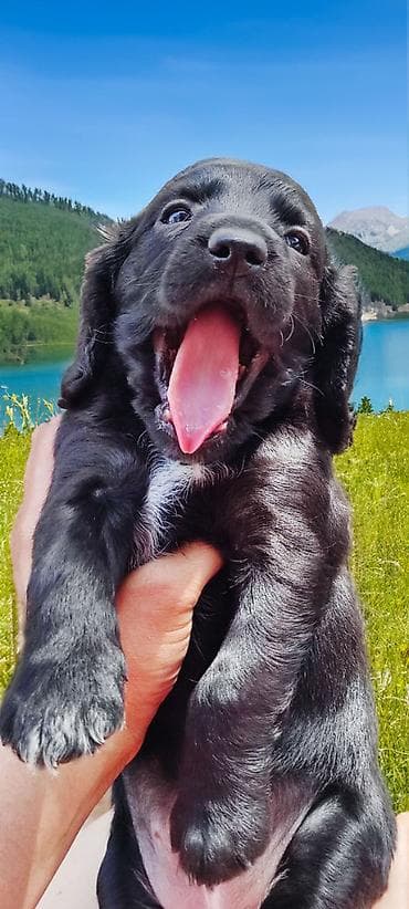 купить щенка питбультерьера: Спаниель, 4 месяца, Самка, С прививкой — 5