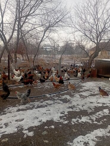 курица купить: Продаю | Куры | Для разведения — 10