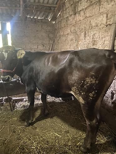 мел для животных: Продаю | Корова (самка) | На забой, Для разведения | Привязанные — 4