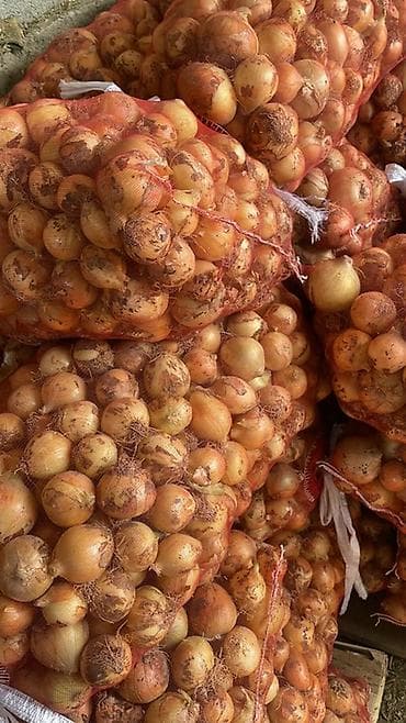мясо с доставкой бишкек: Лук Оптом — 1