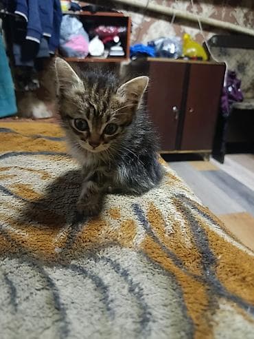 приют для кошек: Отдаю в добрые руки котят, все мальчики. К лотку приучены — 2