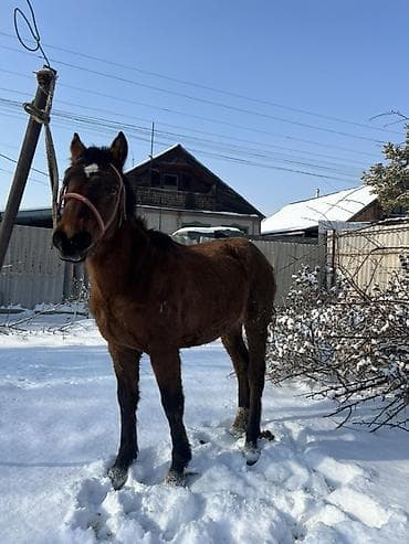 витамин для лошадей: Продаю | Жеребец | Рабочий | Осеменитель — 1