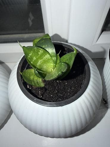 драценна: Сансеверии (Sansevieria, «щучий хвост») Продаю сансеверии, посажены — 6