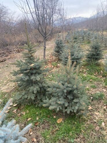 комур цена: Көчөттөр дарактардын: Карагайлар — 2