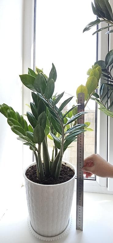 долларовое: Замиокулькас (Zamioculcas zamiifolia) в горшке - Высота растения — 1