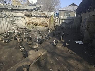 А/ч жаныбарлары үчүн тоюттар: Селезень-1700. уточки-800. Приходите и выбирайте сами торг уместен — 3