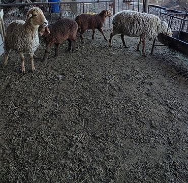 Продаю | Овца (самка) | Для разведения at lalafo.kg Продаю | Овца (самка) | Для разведения