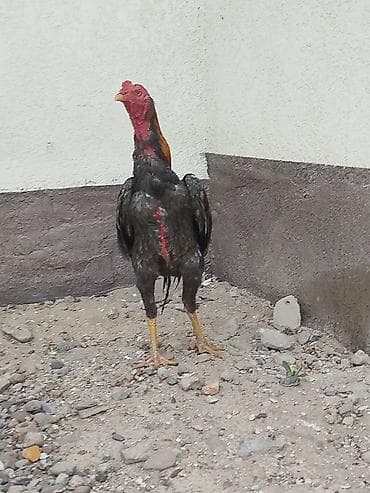 индийский бегунок купить: Продаю | Петух — 1