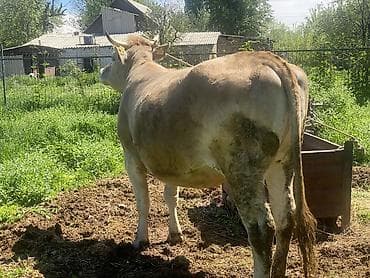 вызов ветеринара на дом бишкек: Продаю | Корова (самка) | Швицкая | Для разведения, Для молока | Привязанные — 6