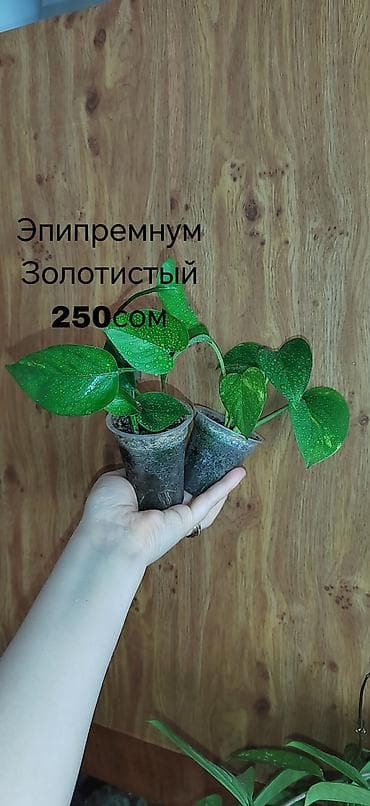 фикус триангулярис: Комнатные растения — саженцы и черенки. 1) Живое дерево (лечебное) — — 5
