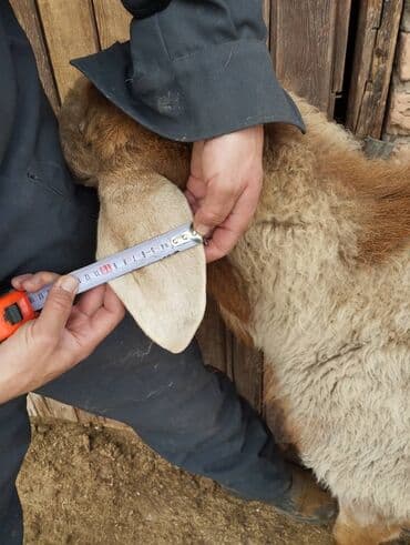 кочкорлор: Сатам | Кочкор (эркек) | Арашан | Көбөйтүү үчүн | Жасалма жол менен боозутуу — 9