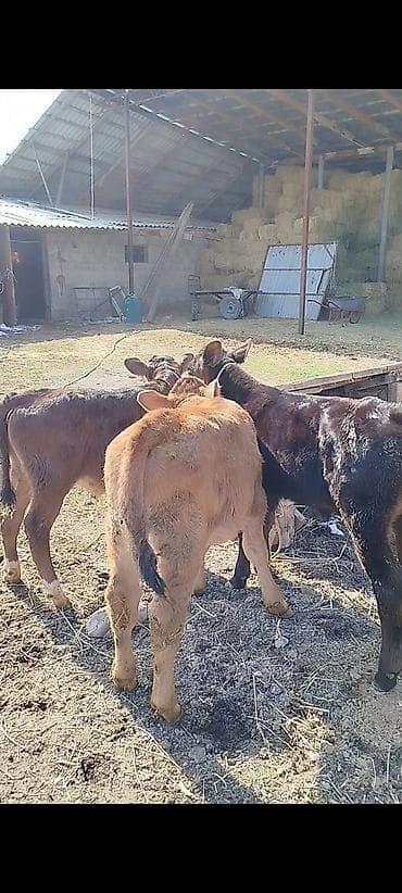 каракол животные: Продаю | Тёлка | На откорм | Привязанные — 2