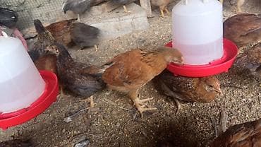 ак кой: Продаю | Куры | Бройлерная | На забой — 8