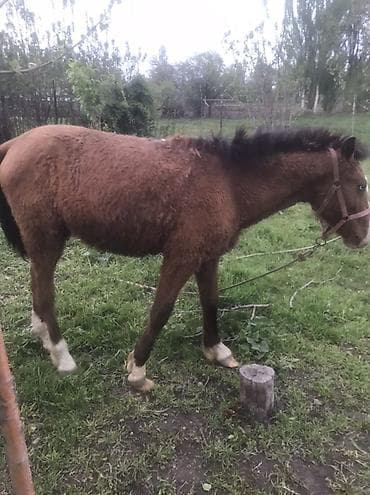 лошади айгыр: Продаю | Жеребенок | Для разведения — 1