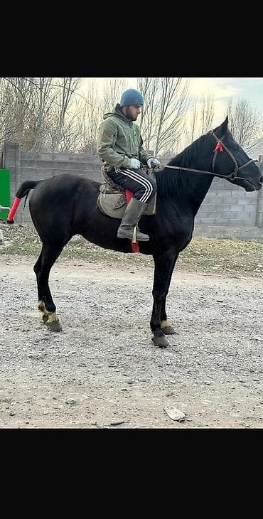 кунан байтал: Продаю | Конь (самец), Жеребец, Жеребенок | Для разведения, Рабочий, Конный спорт — 5