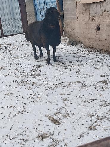 латки для яиц: Продаю | Баран (самец) | Арашан | Для разведения | Племенные, Осеменитель — 6