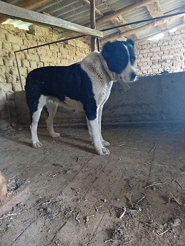 собаки в бишкеке: Предлагается собака породы алабай, также известная как среднеазиатская — 3