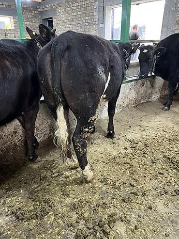 балык форель: Продаю | Тёлка | Бельгийская | На откорм | Привязанные — 3