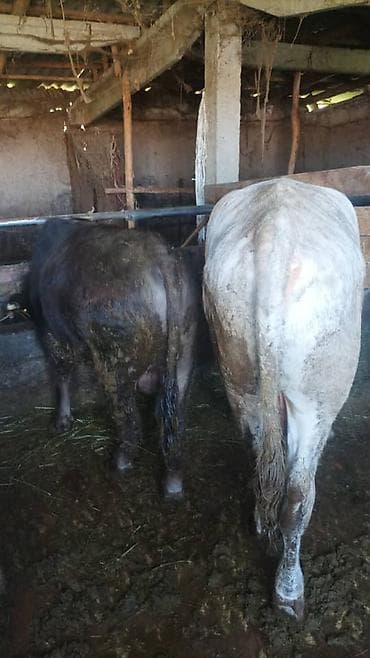 ангус бык: Продаю | Бык (самец) | На откорм | Племенные — 6