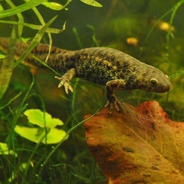 корм для форели купить: Тритон — уникальное земноводное, идеально подходящее для содержания в — 1