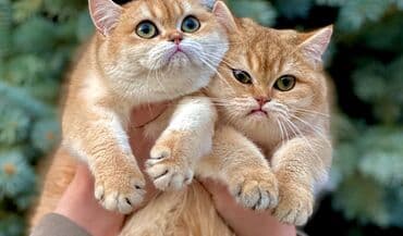 коты в оше: Продаются котята породы Британцы (не шотландские ). В отличие от — 1