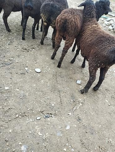 кролик декоративный: Продаю | Овца (самка) | Для разведения — 9