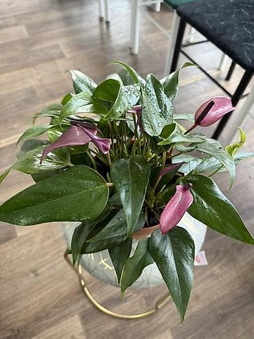 Антуриум (Anthurium) в горшке - Компактный куст с плотными глянцевыми