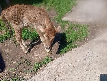 сом рыба: Продаю | Музоо, торпок | Швицкая | Для разведения | Искусственник — 2