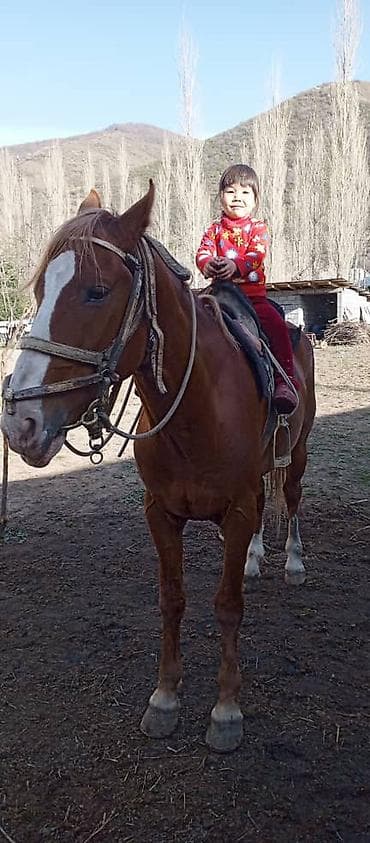 жаны уйлор: Сатам | Жылкы (эркек) | Аргын | Ат спорту | Асыл тукумдуу — 3