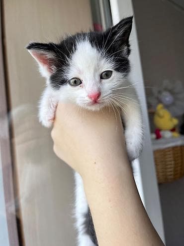 Животные: Срочно ищу дом котенку, мальчик, примерно 1 месяц: • ласковый — 1